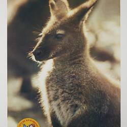 Poster - Kodak Australasia Pty Ltd, Kangaroo, 'Capture Your Friends on Kodak Film', Feb 1982