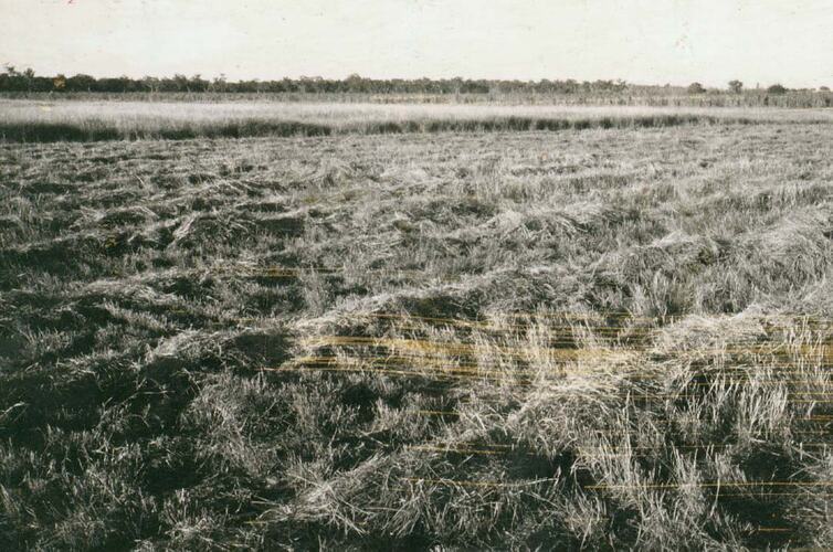 A cut field of buffel grass in windrows.