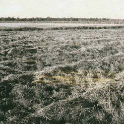 Photograph - Massey Ferguson, Windrows of Buffel Grass, circa 1970