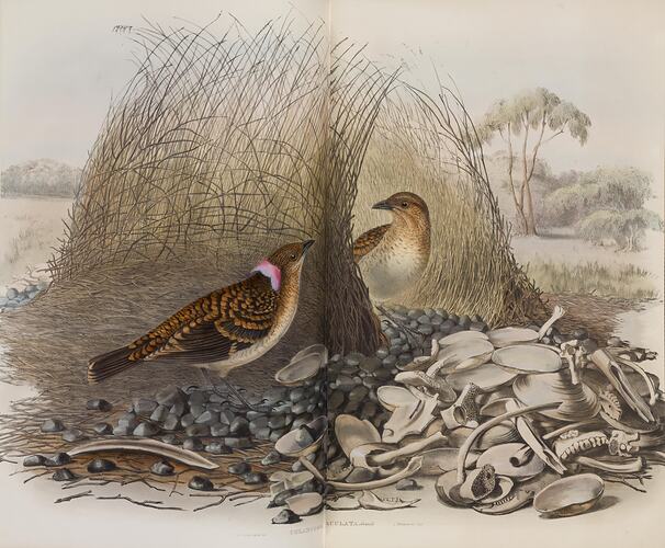 Two spotted bowerbirds stand at a curved grass bower nest. Black pebbles, white shells and bones are at their