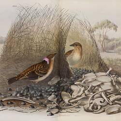 Rare Book -  John Gould, 'The Birds of Australia' Vol. IV , London, published by the author, 1848