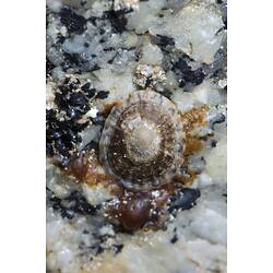 Limpet on rock.