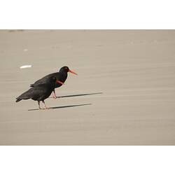 Two black birds with red bills standing on sand.