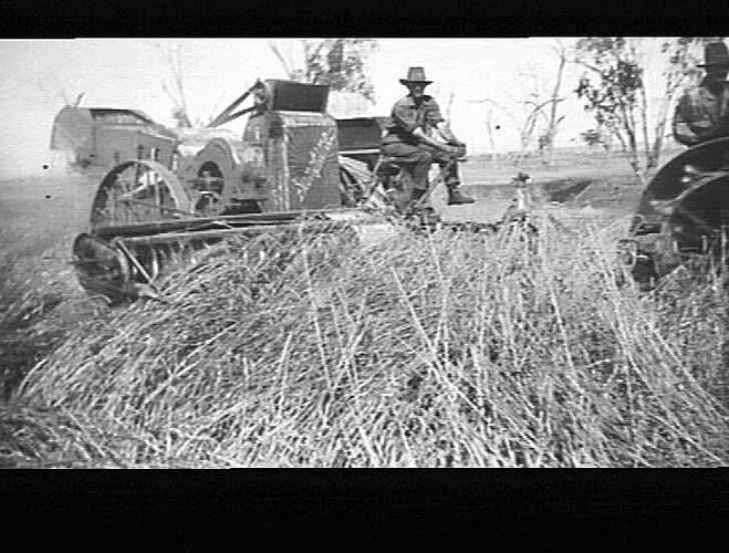 8FT HEADER IN DOWN CROP OF NABAWA WHEAT YIELDING 8 BAGS PER ACRE ON MR F RIXON'S FARM, DURI NTH, TAMWORTH