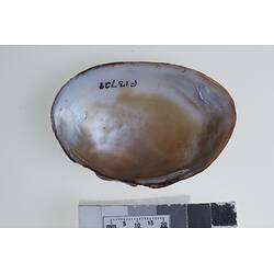 Bivalve valve showing interior above scale bar.