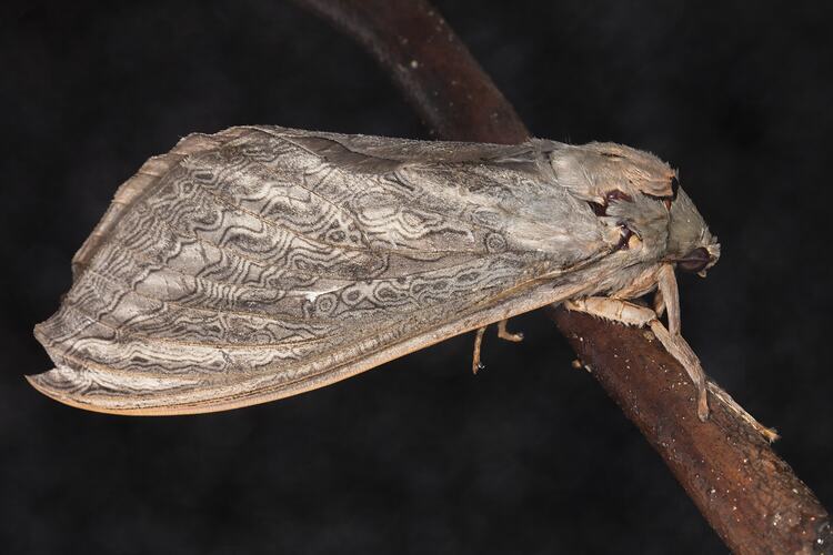 <em>Abantiades labyrinthicus</em>, moth. Great Otway National Park, Victoria.
