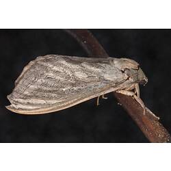 <em>Abantiades labyrinthicus</em>, moth. Great Otway National Park, Victoria.
