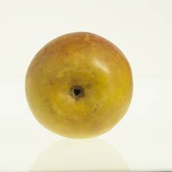Wax model of an apple painted yellow and red. Base view.