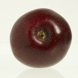 Wax model of an apple with stem, painted dark red. Base view.