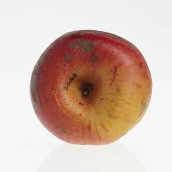 Wax model of an apple painted red and yellow, with brown stem. Has brown round spots. Base view.