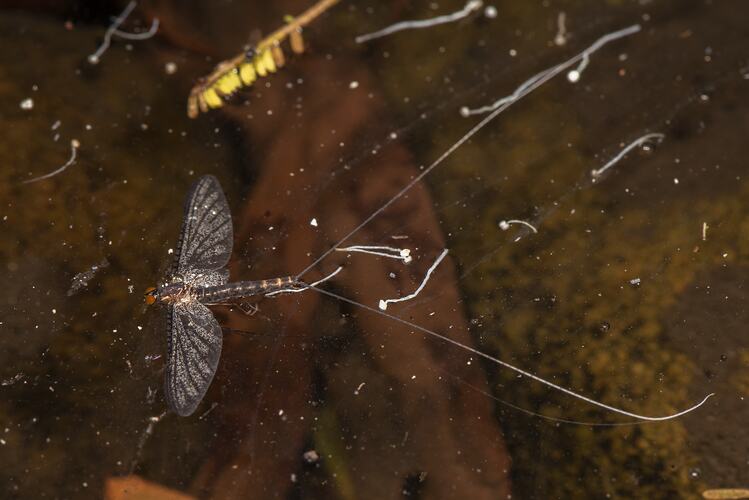 Mayfly on water.