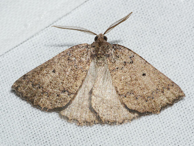 <em>Furcatrox furneauxi</em>, moth. Great Otway National Park, Victoria.
