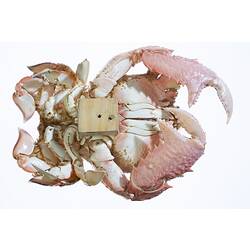 Underside of Spanner Crab