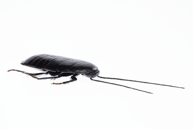 Cockroach Model