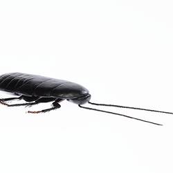 Cockroach Model