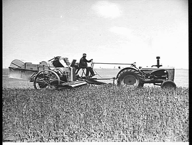 MR. J. P. WHELAN, WYCHEPROOF, VIC, HARVESTING 350 ACRES OF QUADRAT WHEAT, WITH THE 10 FT NO. 6 SUNSHINE POWER-DRIVE HEADER COUPLED TO SUNSHINE MASSEY HARRIS TRACTOR. TRACTOR BEING OPERATED FROM THE HEADER BY `ONE-MAN' CONTROL: JAN 1949
