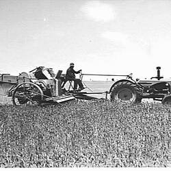 Photograph - H.V. McKay Massey Harris Pty Ltd, Sunshine No. 6 Power-Drive Header & Model 44k SMH Tractor in 'Quadrat' Wheat Crop Wycheproof, Victoria, 1949