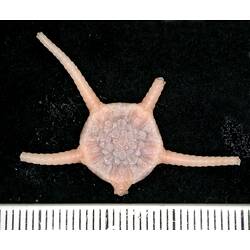 Back view of pink brittle star with broken arms on black background with ruler.