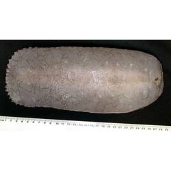 Back view of flattened pink to light-purple sea cucumber with papillae on black background with ruler.