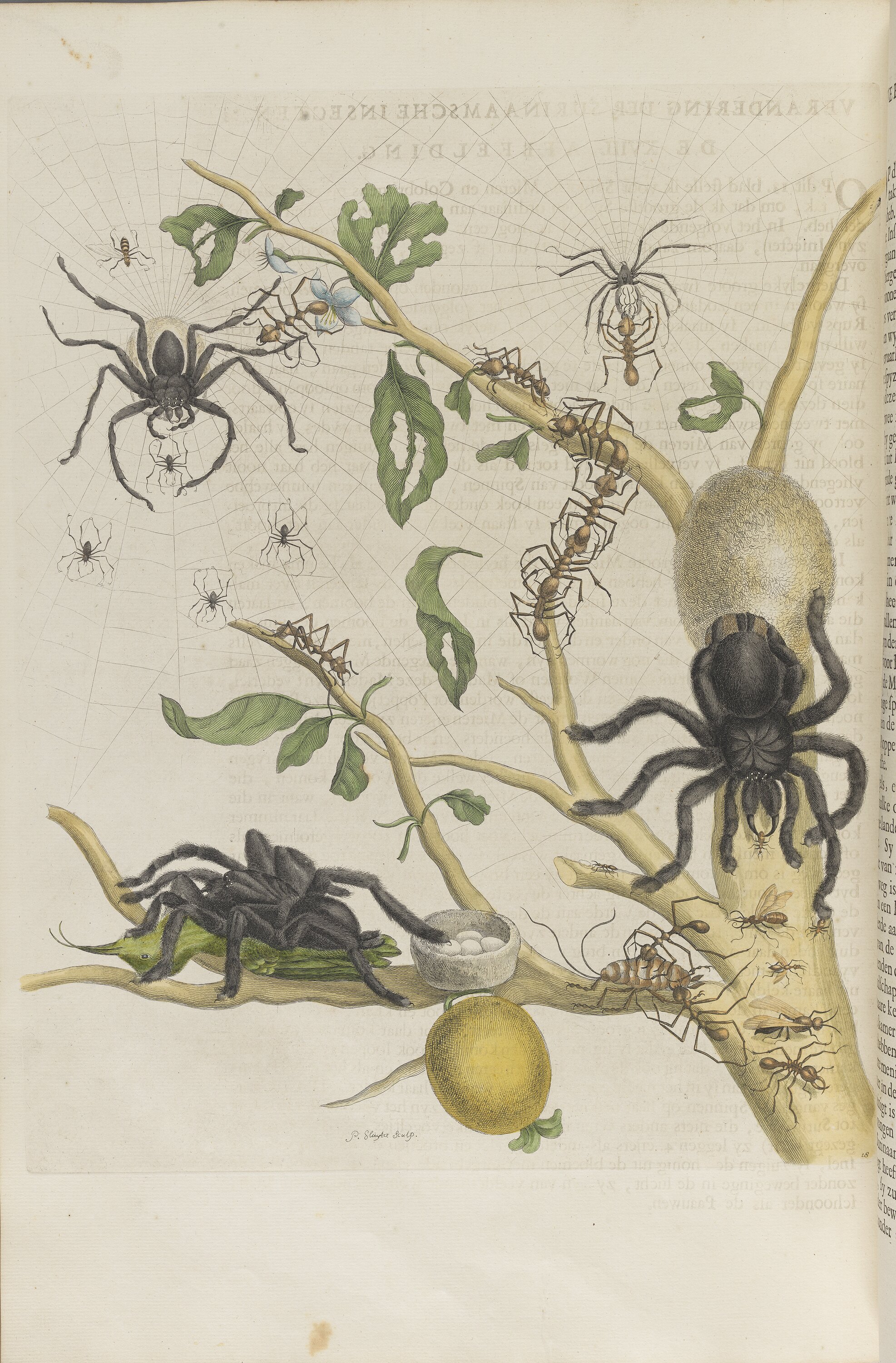 ▲01)【同梱不可】Insects of Surinam/Die Insekten Surinams/スリナムの昆虫/洋書/デザイン/Taschen/A Insects of Surinam by Maria Sibylla Merian | Goodreads