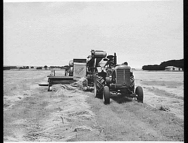 SUNSHINE NO. 4 HEADER WITH PICKUP FRONT, HARVESTED 26 BUSHELS OF RYE-GRASS SEED TO THE ACRE FROM THE WINDROWS. MESSRS. MCDONALD BROS. FARM, BIRREGURRA, VIC,: JAN 1952