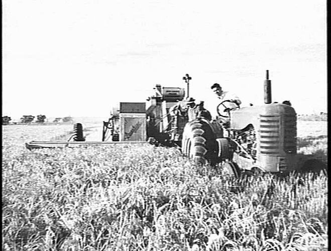 HARVESTING 3 TONS OF RICE PER ACRE WITH SUNSHINE NO. 4 HEADER AND 744 DIESEL TRACTOR. MR. P. BADOCO, FARM 258, GRIFFITH, N.S.W.: APRIL 1953