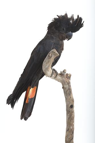 Taxidermied black cocatoo mounted on branch.