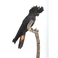 <em>Calyptorhynchus banksii banksii</em>