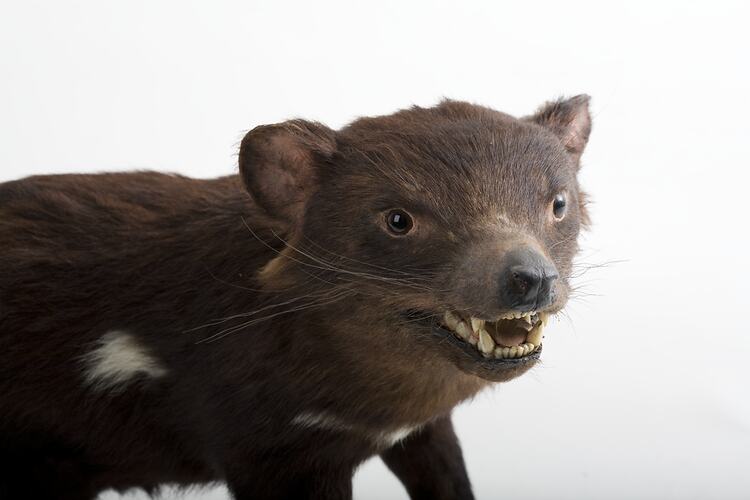 Taxidermied Tasmanian Devil specimen, head detail.
