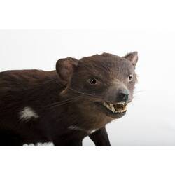 Taxidermied Tasmanian Devil specimen, head detail.