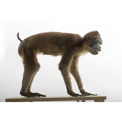Taxidermied primate specimen with brown fur and a short tail.