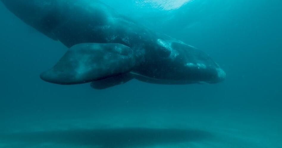 A whale half in frame, swimming towards seabed.