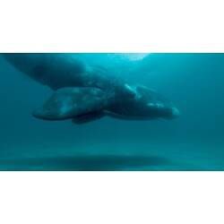 <em>Eubalaena australis</em>, Southern Right Whale