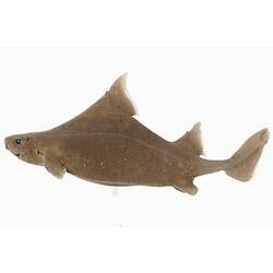 <em>Oxynotus bruniensis</em>, Prickly Dogfish. [A 19355]