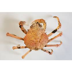 <em>Leptomithrax gaimardii</em>, Giant Spider Crab. [J 46721.19]