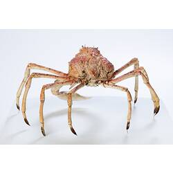 <em>Leptomithrax gaimardii</em>, Giant Spider Crab. [J 46721.43]