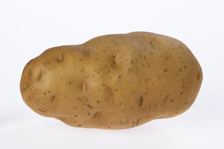 Oblong wax model of a potato painted beige with light grey marks.