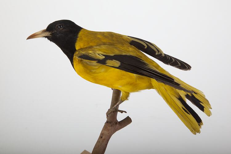 <em>Oriolus xanthornus</em>, Black-hooded Oriole, mount.  Registration no. 25875.