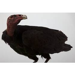 Mounted specimen of brown bird with bald red head.
