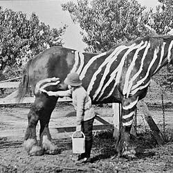 Negative - Boy Painting Zebra Stripes on a Horse, Merrigum, Victoria, circa 1910