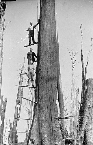 [Men felling a tree, Lavers Hill in the Otways, about 1920. The timber workers climb the tree using planks placed in notches cut into the trunk.]