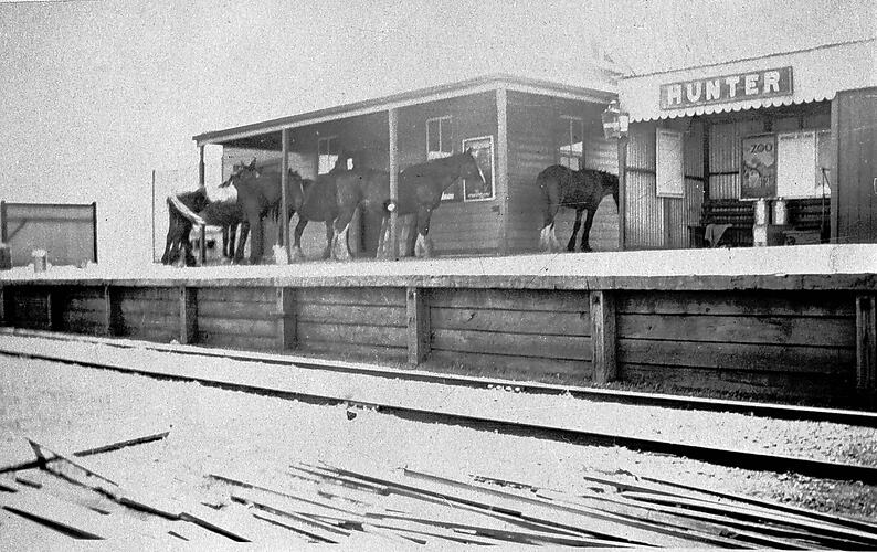 Horses on platform, Hunter Station, 1925.