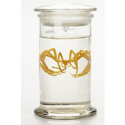 Sea spider wet specimen in glass jar.