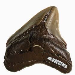 Brown, triangular shark tooth fossil.