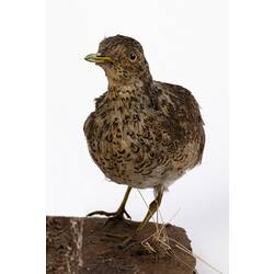 Research Focus, Victorian Birds - Plains-wanderer, <em>Pedionomus torquatus</em>