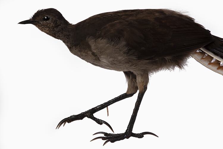 Dark bird specimen mount with long elaborate tail feathers.