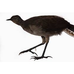 Our Fauna, Land - Superb Lyrebird, <em>Menura novaehollandiae victoriae</em>