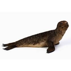 Brown fur seal specimen mount.