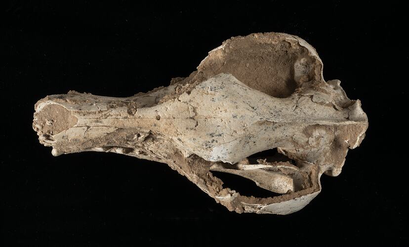 Weathered Thylacine skull fossil.