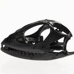 Black glossy lizard skull.